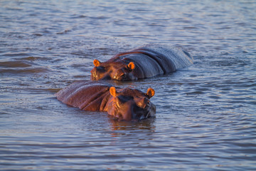Fototapeta premium two Hippopotamus