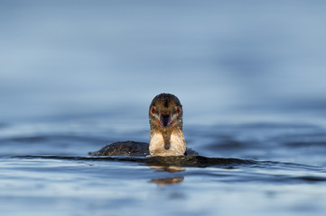 Fototapeta premium Swimming Red-breasted Merganser