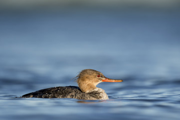 Swimming female Red-breasted Merganser