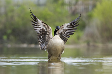Fototapeta premium Canada Goose Flapping Wings