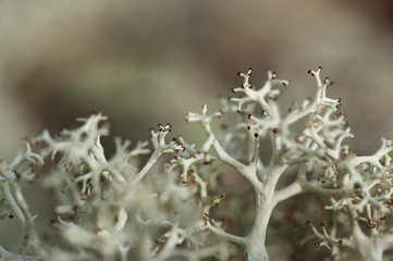 Close View of Reindeer Moss