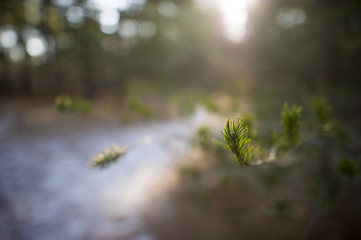 The Branch Reaches Out