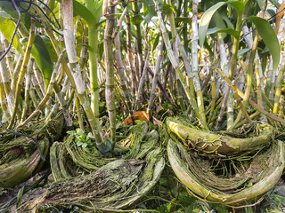 Stem Dendrobium orchid