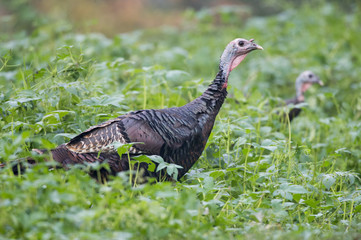 Turkey in the Grass