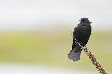 Perched Male Red-winged Blackbird