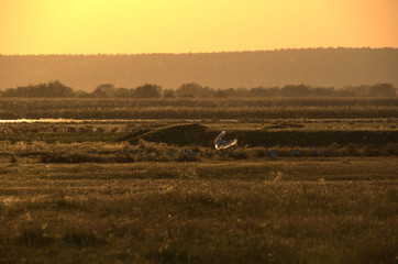 L&ouml;ffler in der Abendsonne