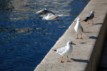 Seagulls on the waterfront. Selective focus. 
