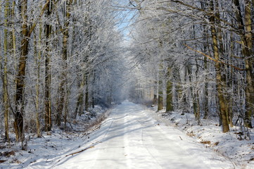 zimowa ścieżka wśród drzew pokrytych szadzią - obrazy, fototapety, plakaty