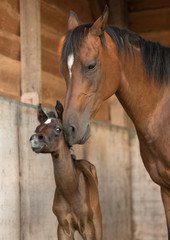 Newborn arab