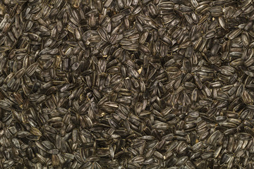 Sunflower Seeds background / wallpaper