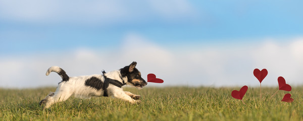 Romantic dog - jack russell terrier
