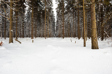 Fototapeta premium An lot of trees