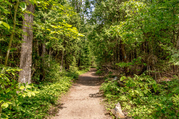 Fototapeta premium walking trail in a nature park