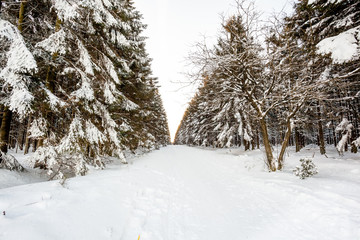 path in the middle  of the trees