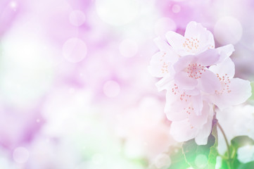 Fototapeta na wymiar Spring gentle background with bright blooming jasmine