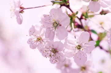 Cercles muraux Fleur de cerisier sakura