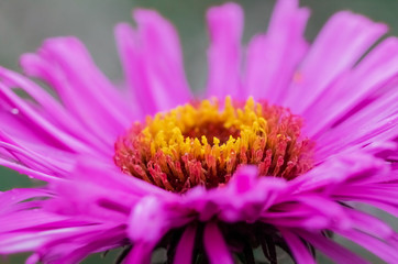 aster