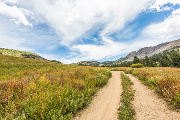 Albion Basin landscape with trail and alpine meadows in summer.