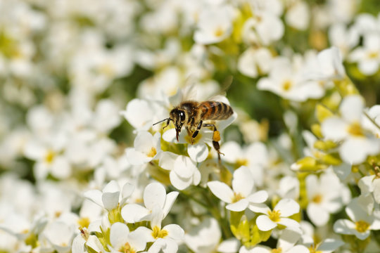 Bee, insect in flight and white flowers