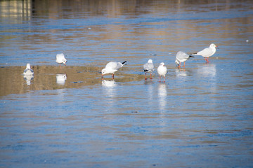Group of seagulls on a frozen lake
