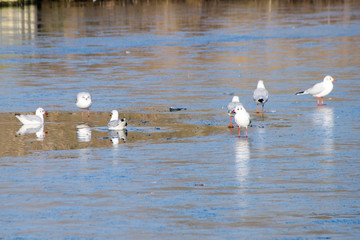 Group of seagulls on a frozen lake