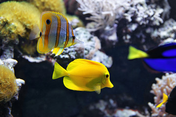 Fototapeta na wymiar Copperband Butterflyfish (Chelmon rostratus) also commonly called the Beak Coralfish, and Yellow tang (Zebrasoma flavescens). These are some of the most popular aquarium fish