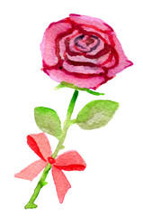 watercolor sketch of rose with a bow isolated on white background