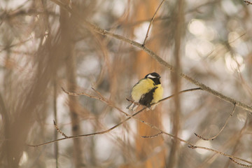 Fototapeta premium chickadee on branch in winter
