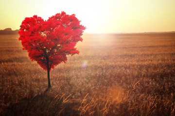 Red heart-shaped tree in the field against the background of a decline.