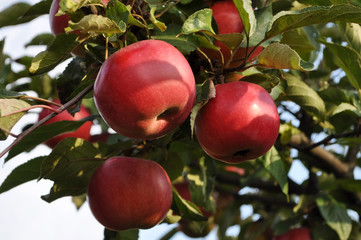 big red apples hanging on a branch
