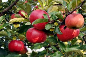 big red apples hanging on a branch