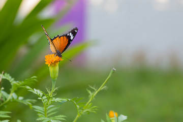 Closeup butterfly on flower