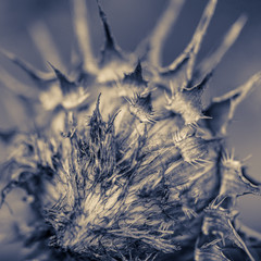 Obraz premium Dried thistle
