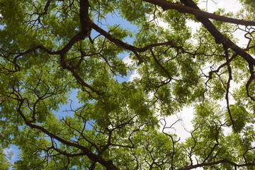 Tree with branches in nature