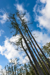 Rising into the clouds