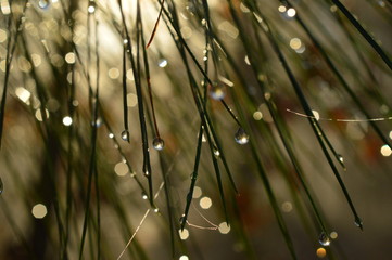 Water droplets on pine needles