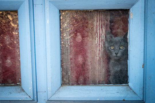 un petit chat attend derrière les carreaux d'une porte