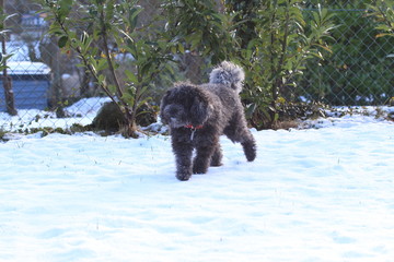 pudle, animals, pet, grey, winter, snow, white, cold,dog
