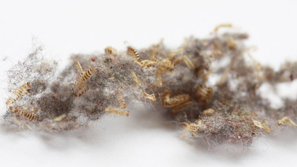 dust and shell of moths