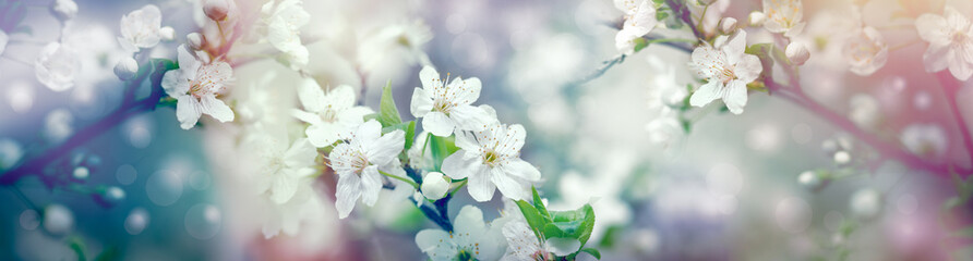 Panele Szklane Podświetlane  Piękne kwitnące, kwitnące drzewo owocowe - wiosna nas otacza i sprawia, że jestem szczęśliwy i cieszę się w uczuciach