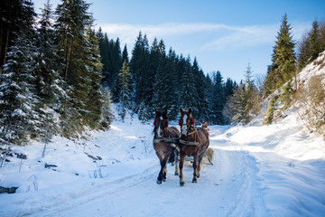 winter horseback riding and sleigh