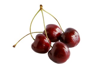 purple and red,ripe,juicy cherries