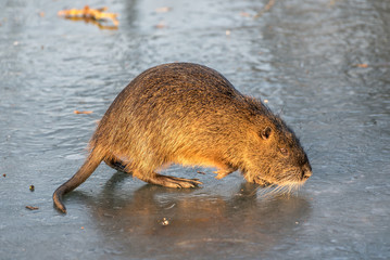 Nutria auf Eis