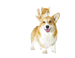 dog and kitten looking on a white background