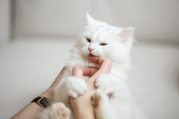 White fluffy cat plays with the owner - 134231772