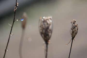 Dried flowers in winter