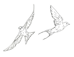 hand drawn set of graphic isolated bird swallow on white backgro