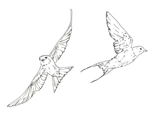 Fototapeta premium hand drawn set of graphic isolated bird swallow on white backgro