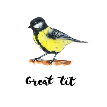 hand drawn set of watercolor isolated bird great tit on white ba