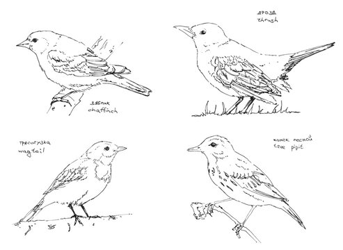hand drawn collection of graphic birds on white background